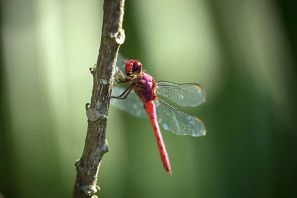 Dragonfly, Corcovado National Park, Puntarenas Province, Costa Rica, Central America