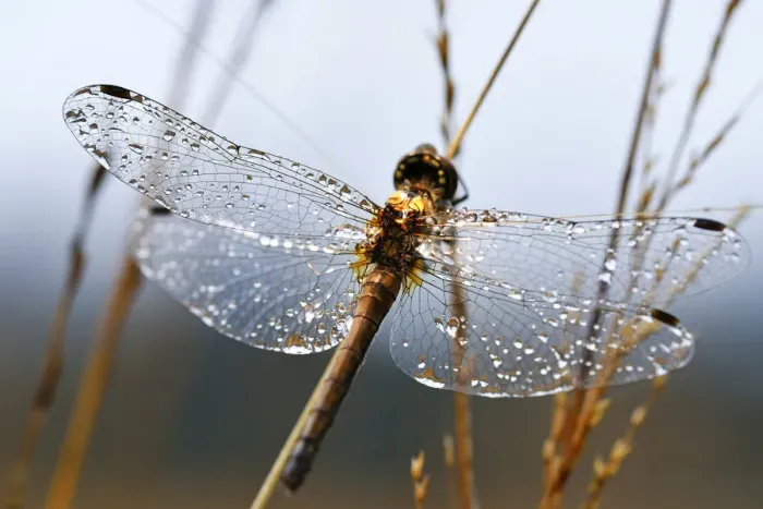 Framed Print : Dragonfly with dew drops on the wings clings to reed, Chiemgau, Upper Bavaria, Bavaria Framed Print : Dragonfly with dew drops on the wings clings to reed, Chiemgau, Upper Bavaria, Bavaria