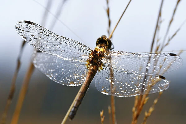 Dragonfly with dew drops on the wings clings to reed, Chiemgau, Upper Bavaria, Bavaria