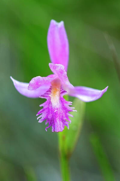Dragon's Mouth Orchid (Arethusa bulbosa) Bruce Peninsula National Park, Ontario, Canada