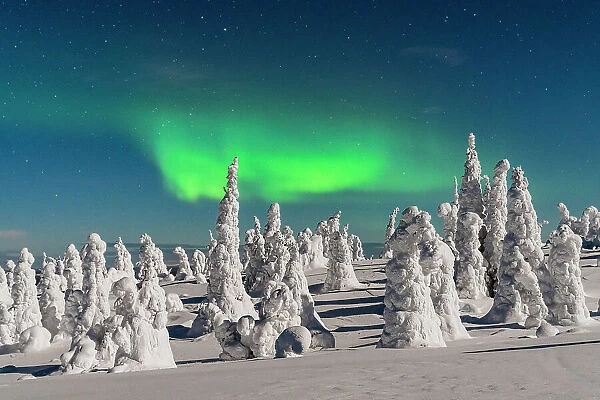 Dramatic night sky with Northern Lights over frozen trees covered with snow, Riisitunturi National Park, Posio, Lapland, Finland