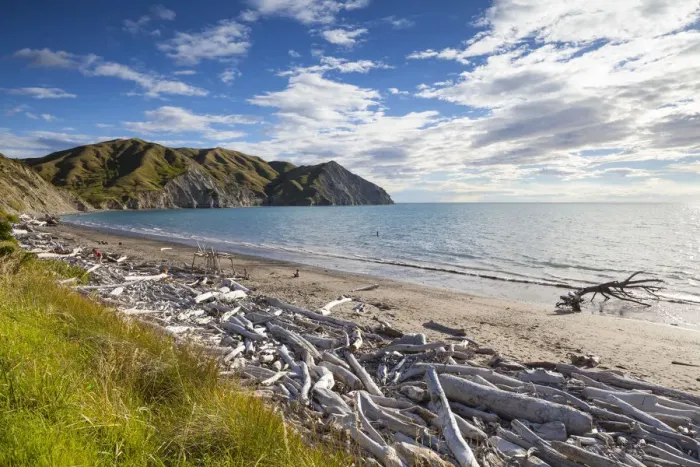 Framed Print : Dramatic wood-lined beach, Mahia Peninsula, North Island, New Zealand Framed Print : Dramatic wood-lined beach, Mahia Peninsula, North Island, New Zealand