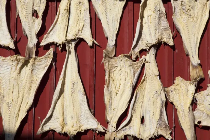 Framed Print : Dried Cod, Moskenes, Moskenesoy, Lofoten, Nordland, Norway Framed Print : Dried Cod, Moskenes, Moskenesoy, Lofoten, Nordland, Norway