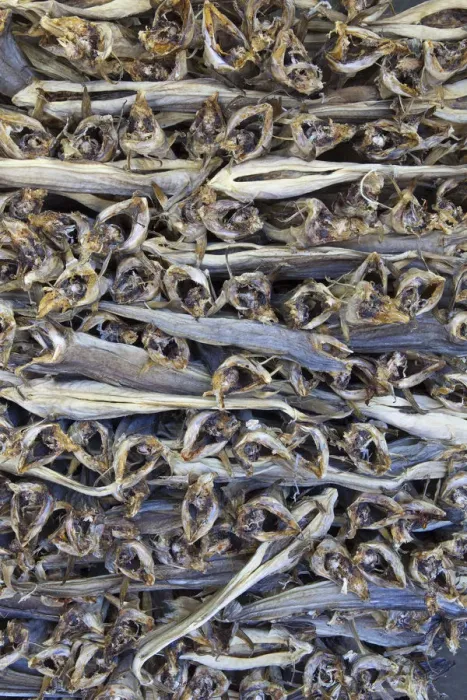 Framed Print : Dried Cod, stacked and ready for export, Moskenes, Moskenesoy, Lofoten, Nordland, Norway Framed Print : Dried Cod, stacked and ready for export, Moskenes, Moskenesoy, Lofoten, Nordland, Norway