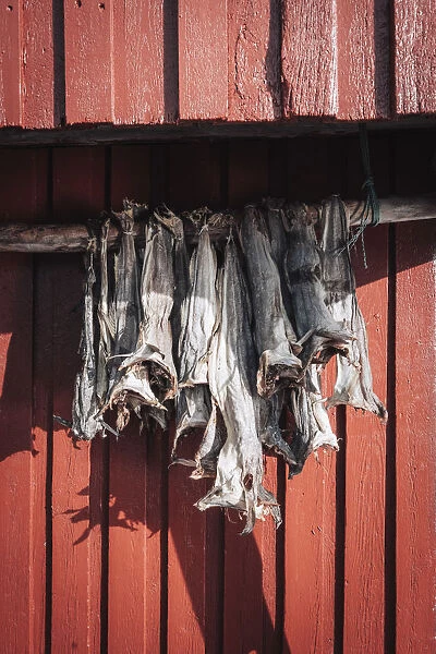Dried cods, Lofoten Islands, Nordland, Norway