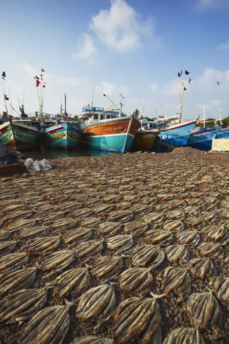 Framed Print : Dried fish, Negombo, Western Province, Sri Lanka