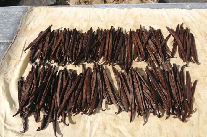 Framed Print : Dried Vanilla beans, Moorea, French Polynesia, South Seas Framed Print : Dried Vanilla beans, Moorea, French Polynesia, South Seas