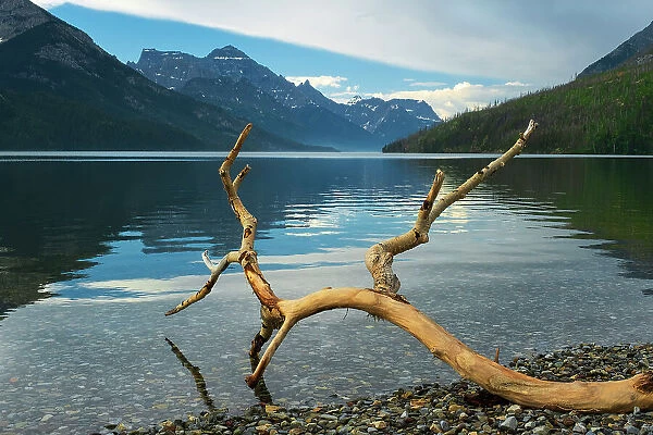 Driftwood and Rocky Mountains on Upper Waterton Lake. Waterton Lakes National Park, Alberta, Canada