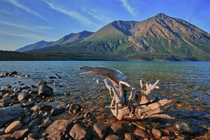 Framed Print : Driftwood on shore of Kathleen Lake with St. Elias Mountains in the background. Kluane National Park, Yukon, Canada