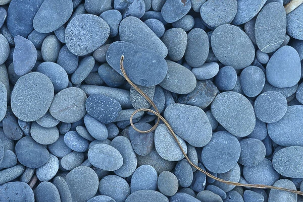 Driiftwood and pebbles at Rialto Beach, Olympic National Park, Clallam County, Washington