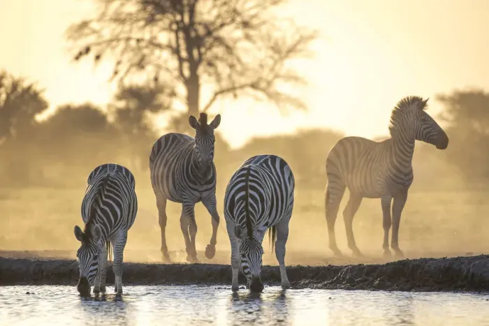 Framed Print : Drinking Zebra, Nxai Pan National Park, Botswana Framed Print : Drinking Zebra, Nxai Pan National Park, Botswana