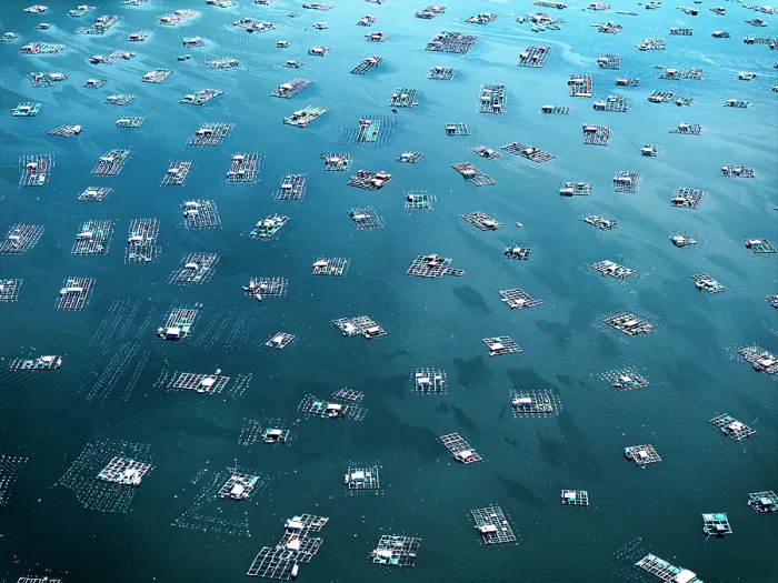 Framed Print : Drone aerial view of a lobster farm, Vung Ro Bay, Phu Yen Province, Vietnam Framed Print : Drone aerial view of a lobster farm, Vung Ro Bay, Phu Yen Province, Vietnam