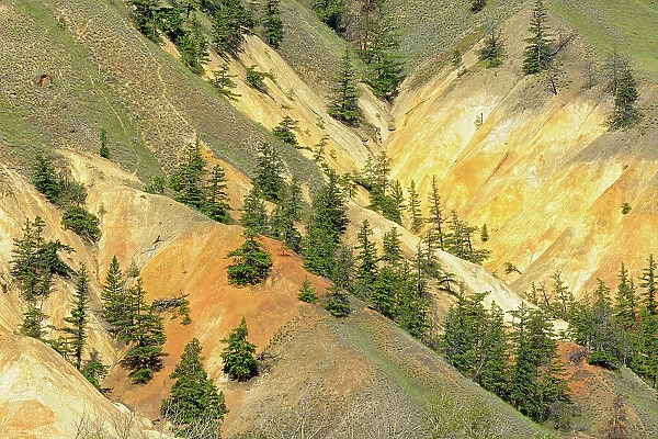 Dry land with pines in the British Columbia Interior Hat Creek, British Columbia, Canada