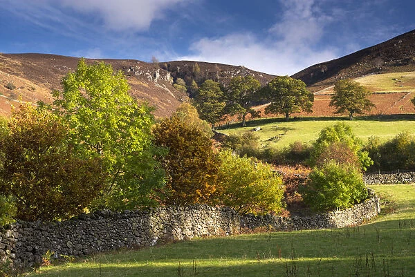 Dry stone wall bordered by autumnal trees, Lake District, Cumbria, England. Autumn