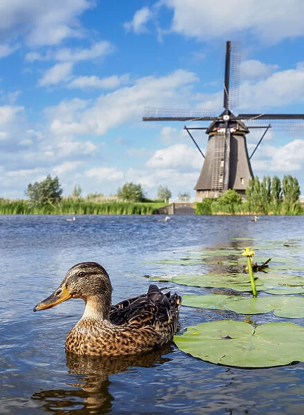 Duck and Windmill in Kinderdijk, UNESCO World Heritage Site, South Holland, The