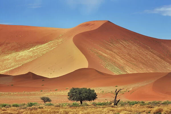 Dune impression with acacia in Namib - Namibia, Hardap, Namib