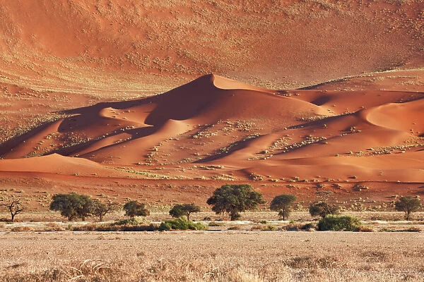 Dune impression with acacias in Namib - Namibia, Hardap, Namib