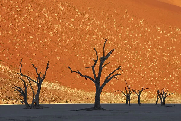 Dune impression with dead trees in Dead Vlei - Namibia, Hardap, Namib