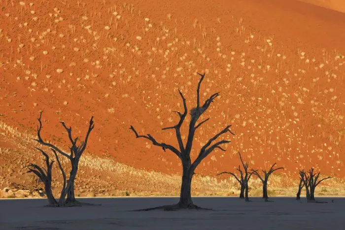 Framed Print : Dune impression with dead trees in Dead Vlei - Namibia, Hardap, Namib Framed Print : Dune impression with dead trees in Dead Vlei - Namibia, Hardap, Namib