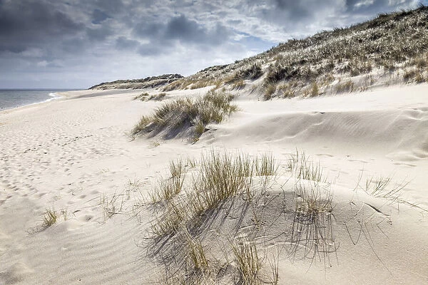 Dune landscape in the Ellenbogen nature reserve near List, Sylt, Schleswig-Holstein