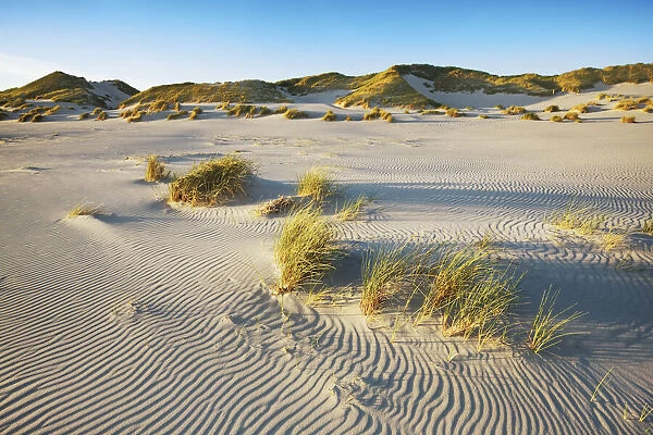 Dune landscape und dune grasses - Germany, Schleswig-Holstein, North Frisia, Amrum, Kniepsand, Wittd√ºn - Schleswig-Holstein Wadden Sea National Park, North Frisian Islands