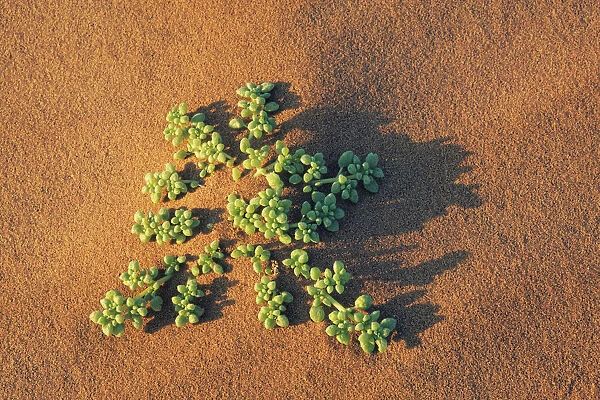 Dune vegetation - Namibia, Hardap, Namib, Sossus Vlei - Namib Naukluft National Park
