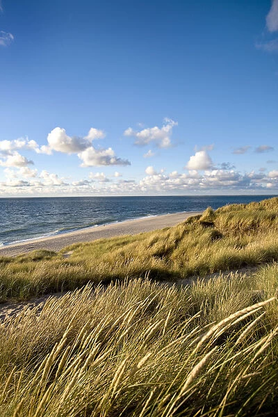 Dunes, List, Sylt Island, North Frisian Islands, Schleswig Holstein, Germany