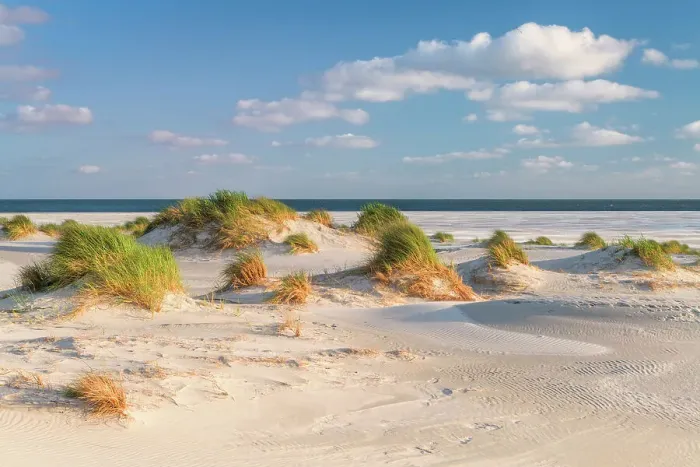 Framed Print : Dunes at National Park Schleswig-Holsteinisches Wattenmeer, Amrum island, North Sea, North Friesland, Germany, Europe Framed Print : Dunes at National Park Schleswig-Holsteinisches Wattenmeer, Amrum island, North Sea, North Friesland, Germany, Europe
