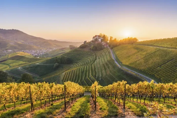 Framed Print : Durbach, Freiburg region, Black Forest (Schwarzwald), Baden-Wurttemberg, Germany Framed Print : Durbach, Freiburg region, Black Forest (Schwarzwald), Baden-Wurttemberg, Germany