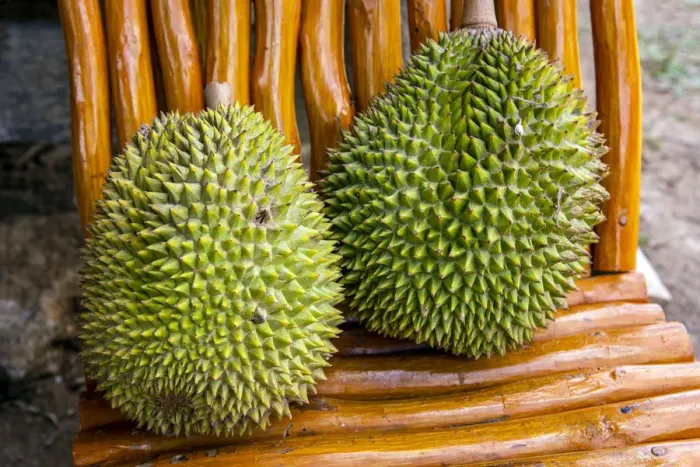 Framed Print : Durian or Durio kutejensis fruit, Rantepao, Tana Toraja, Sulawesi, Indonesia Framed Print : Durian or Durio kutejensis fruit, Rantepao, Tana Toraja, Sulawesi, Indonesia