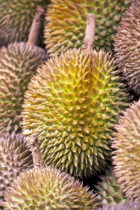 Framed Print : Durian Fruit, Jalan Petaling Night Market Chinatown Kuala Lumpur Malaysia Framed Print : Durian Fruit, Jalan Petaling Night Market Chinatown Kuala Lumpur Malaysia