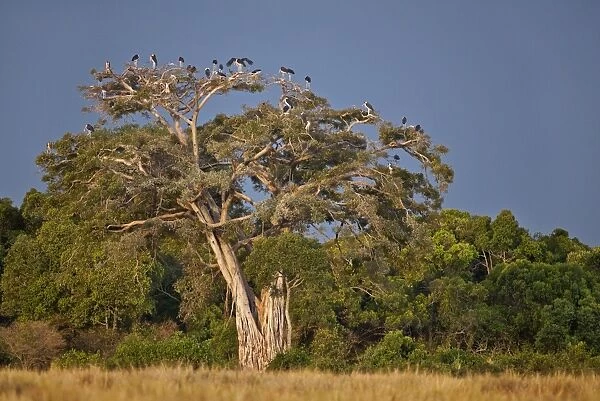As dusk approaches, Marabou storks roost in large wild fig tree near the Mara River