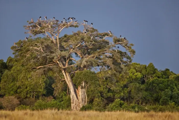 Framed Print : As dusk approaches, Marabou storks roost in large wild fig tree near the Mara River