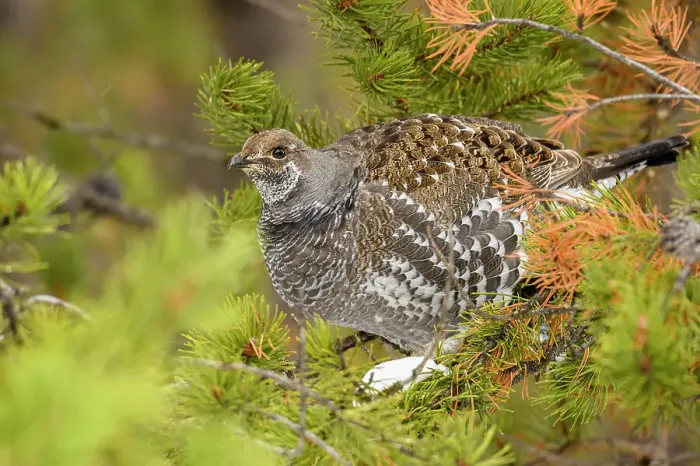 Framed Print : Dusky grouse / Blue grouse (Dendragapus obscurus) Foraging in pine tree, Yellowstone National Park, Wyoming, USA Framed Print : Dusky grouse / Blue grouse (Dendragapus obscurus) Foraging in pine tree, Yellowstone National Park, Wyoming, USA