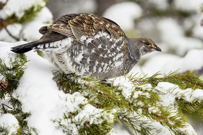 Framed Print : Dusky grouse / Blue grouse (Dendragapus obscurus) Foraging in pine tree, Yellowstone National Park, Wyoming, USA Framed Print : Dusky grouse / Blue grouse (Dendragapus obscurus) Foraging in pine tree, Yellowstone National Park, Wyoming, USA