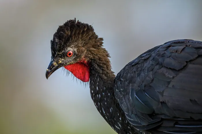 Framed Print : Dusky-legged Guan (Penelope obscura) Framed Print : Dusky-legged Guan (Penelope obscura)