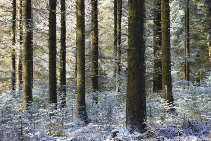 Framed Print : Dusting of snow in a pine woodland, Fernworthy, Dartmoor, Devon, England. Winter