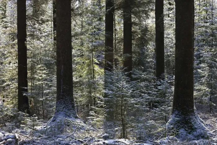 Framed Print : Dusting of snow in a pine woodland, Fernworthy, Dartmoor, Devon, England. Winter
