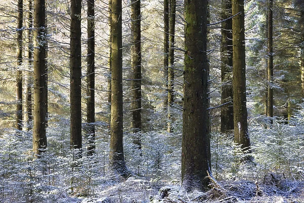 Dusting of snow in a pine woodland, Fernworthy, Dartmoor, Devon, England. Winter