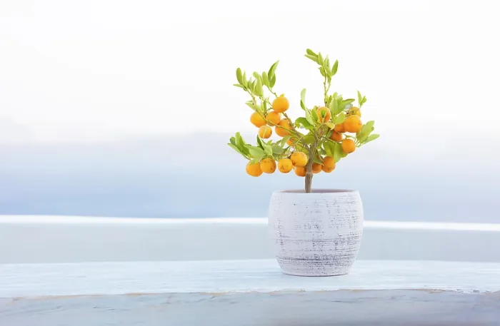 Framed Print : Dwarf orange plant on whitewashed table with caldera view behind, Oia, Santorini, Cyclades Islands, Greece, Europe Framed Print : Dwarf orange plant on whitewashed table with caldera view behind, Oia, Santorini, Cyclades Islands, Greece, Europe