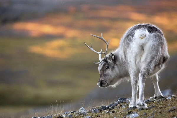Dwarf reindeer of spitsbergen, Svalbard, Norway