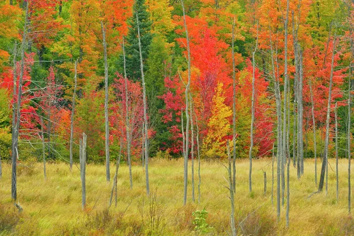 Framed Print : Early autumn colour, near Marquette, Michigan, USA Framed Print : Early autumn colour, near Marquette, Michigan, USA