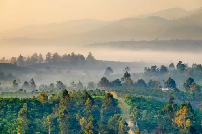 Framed Print : Early morning fog over rolling hills and coffee plantations in Central Highlands, Bao Loc Framed Print : Early morning fog over rolling hills and coffee plantations in Central Highlands, Bao Loc