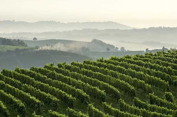 Early morning and mist in Monferrato, Canelli, Piedmont, Italy