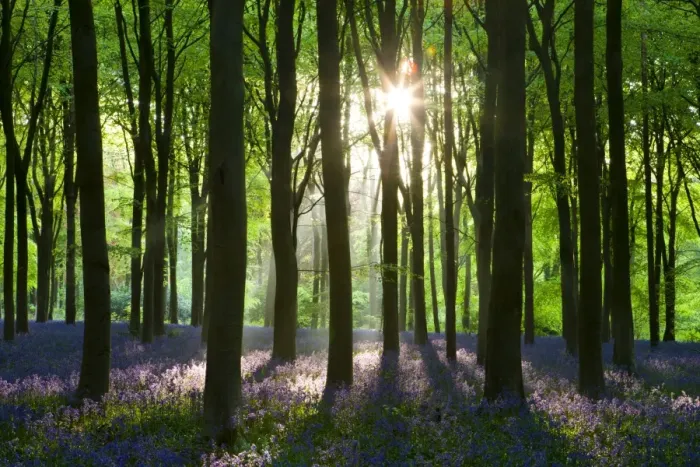 Framed Print : Early morning sunlight in West Woods bluebell woodland, Lockeridge, Wiltshire, England Framed Print : Early morning sunlight in West Woods bluebell woodland, Lockeridge, Wiltshire, England