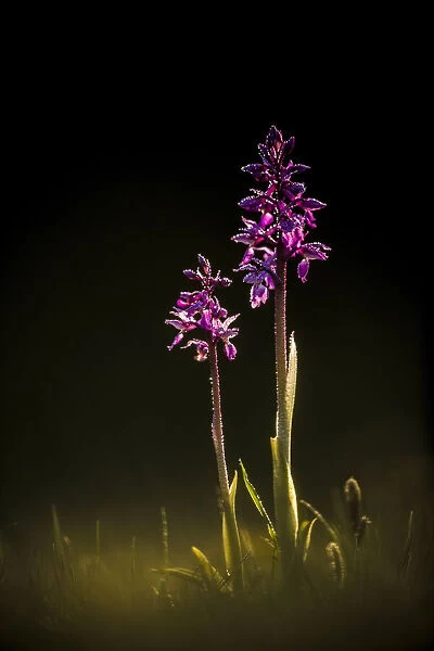 Early Purple Orchid (Orchis mascula), Hardington Moor, Somerset, England