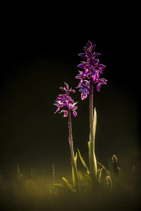 Framed Print : Early Purple Orchid (Orchis mascula), Hardington Moor, Somerset, England Framed Print : Early Purple Orchid (Orchis mascula), Hardington Moor, Somerset, England