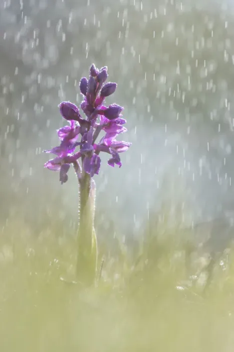 Framed Print : Early Purple Orchid (Orchis mascula) in rain shower, Hardington Moor NNR, Somerset Framed Print : Early Purple Orchid (Orchis mascula) in rain shower, Hardington Moor NNR, Somerset