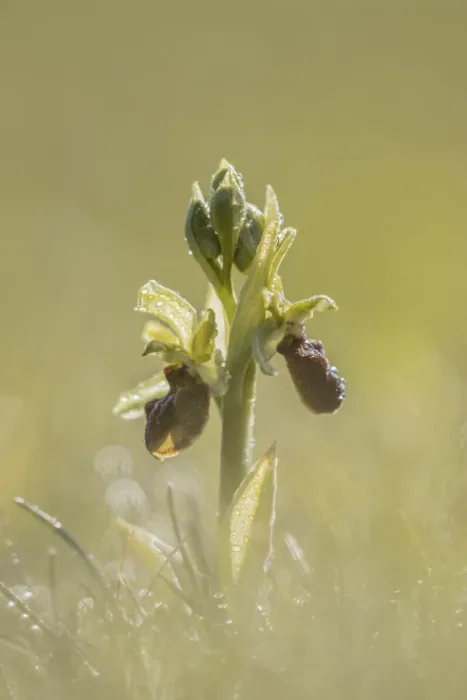 Framed Print : Early Spider Orchid (Ophrys sphegodes), Durleston Country Park