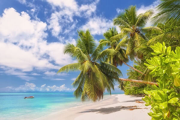 East Africa, Indian Ocean, Seychelles, Praslin Island, Tropical palm beach